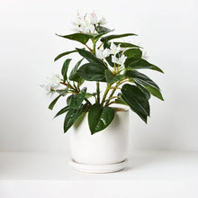 Load image into Gallery viewer, Azalea in Pot