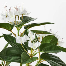 Load image into Gallery viewer, Azalea in Pot