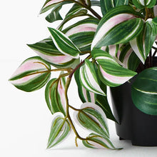 Load image into Gallery viewer, Wandering Jew Hanging Bush in pot