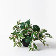 Load image into Gallery viewer, Wandering Jew Hanging Bush in pot