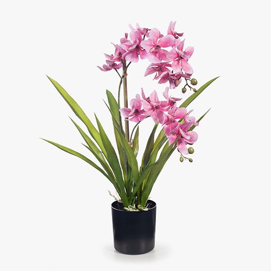 Orchid Ascocenda in Pot