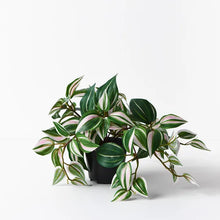 Load image into Gallery viewer, Wandering Jew Hanging Bush in pot
